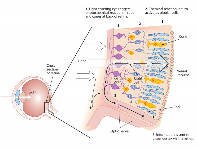 Diagram of light entering a human eye and triggering responses in cone and rod cells on the retina
